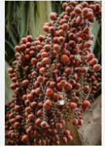 Óleo Vegetal de Buriti 30ml Inatú Amazônia - Imagem 4